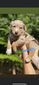 Aussie German Shepard