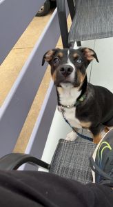 7 month Australian Shepard Mix