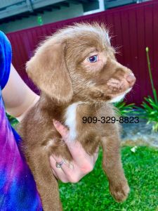 Australian Shepard/ Jack Russell Mix My number:***