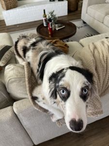 Ellie Mae the Aussie