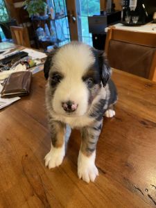 Blue Merle Australian Shepherd Puppy