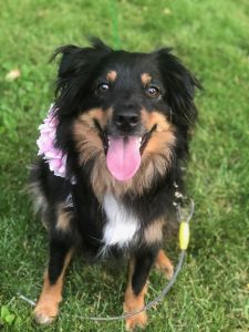 2 Mini Australian Shepherds for sale