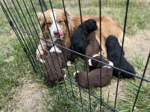Mini Australian shepherd
