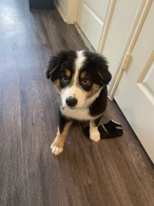 I want to sell my puppy