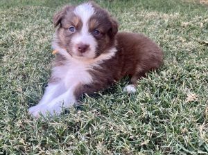 BRAZOS RIVER AUSSIES