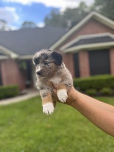 Mini Australian Shepherds