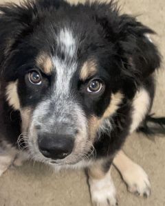 Cowboy a4 month old Australian shepherd