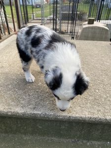Australian Shepherd Puppies