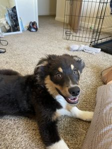 Australian Shepherd for Sale