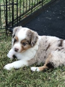 Mini Aussie