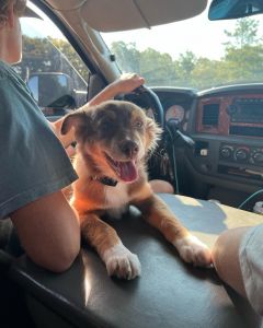 Australian Sheperd For Sale