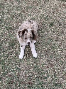 Free Australian Shepard - Border Collie