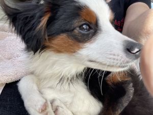 Beautiful Toy Aussie