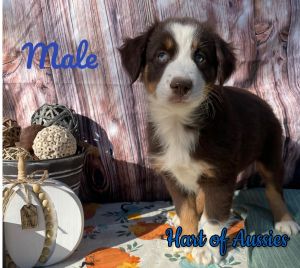 Australian shepherd puppies