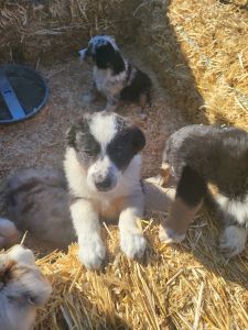 Pure bred australian shepherds