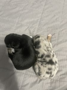 Australian shepherd Puppies