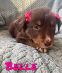 Aussie puppies for sale