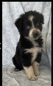 Sweet 9 week Australian Shepard Girl