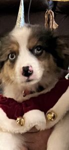 Australian shepherd miniature blue Merle with blue eyes very sweet