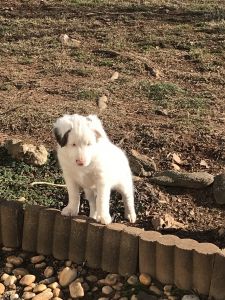 Australian Shepherd puppies for sale