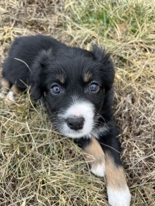 Australian Shepherd Puppy