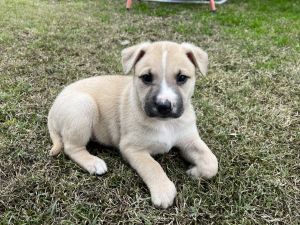 Australian Shepard mix