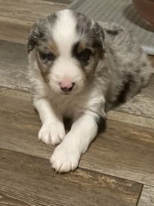 Australian Shepherd Puppies