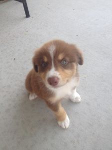 **Beautiful Male Australian Shepherd Puppy**