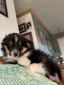 Toy Australian Shepherd puppies
