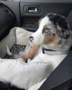 Australian shepherd boy