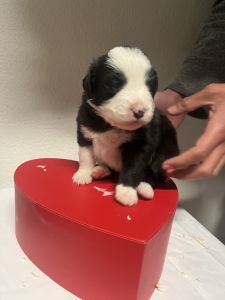 Australian Shepherd inland Empire