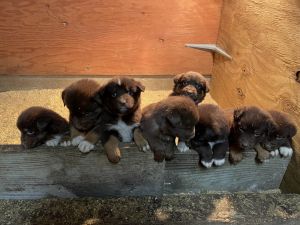 Australian Shepherd Puppies