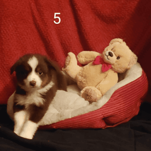 Red tri & merles M&F