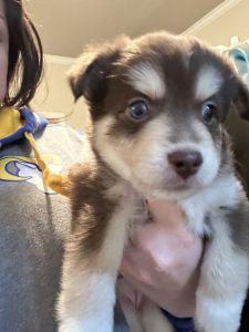 Miniature Auskies ***