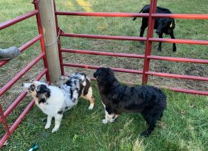 AKC Australian Shepherd Females