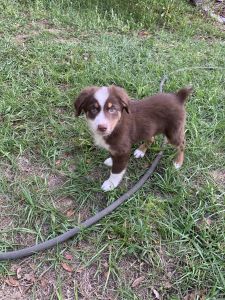 Mini Australian shepherd puppies
