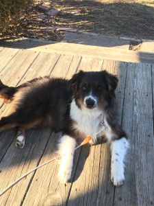 Australian shepherd Mini