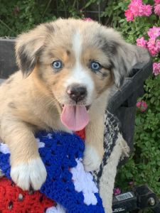 CKC Australian Shepherd