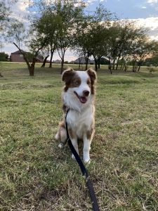 Loki needs a different home