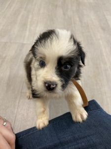 Australian Shepherd Puppies
