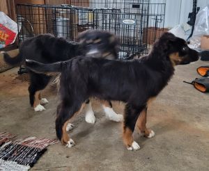 Small mini Australian Shepherd born 11-26