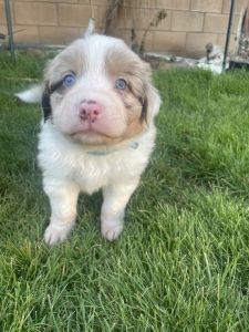 Beautiful Aussies ready for a loving home.