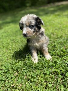Australian Shepherds