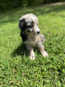 Standard Australian Shepherds