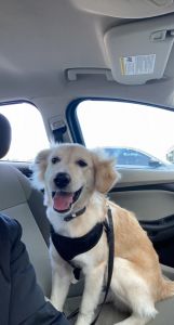 Aussie-Husky Mix for sale!