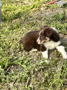 Australian Shepherd puppies