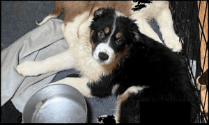 Australian Shepherd Puppies -- MIss V