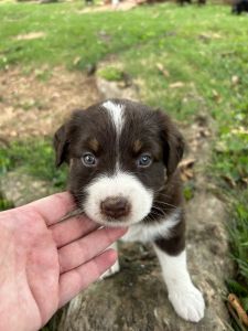 Australian Shepherd puppies