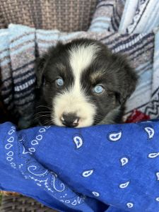 Australian Shepherd Puppies Standard