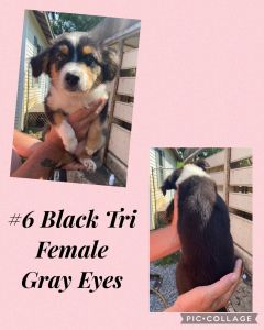 Australian Shepherd Puppies